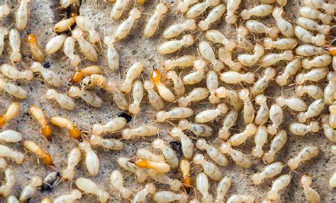 8 Signs of Termites in Your Home | Safeguard Pest Control