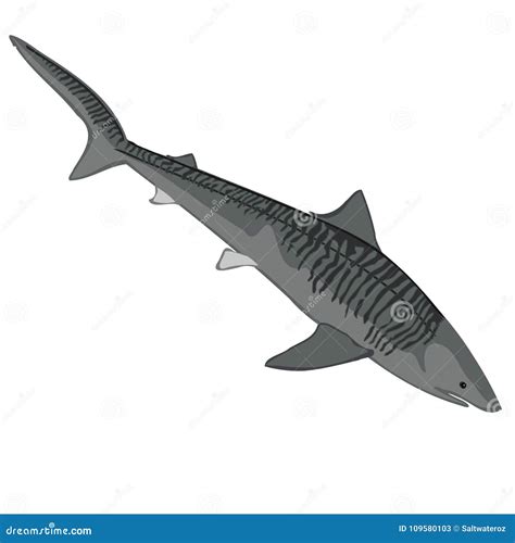 Tiger Shark Illustration on White Stock Image - Illustration of elasmobranch, marine: 109580103