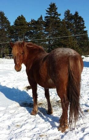 Newfoundland Pony Info, Origin, History, Pictures