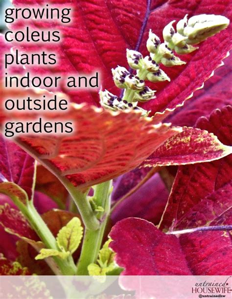 Growing Coleus Plants Indoor and Outside Gardens