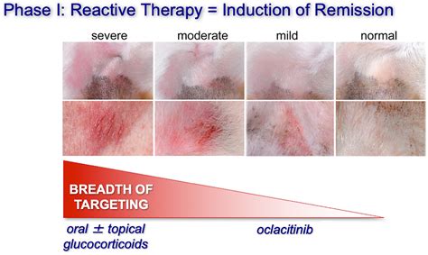 Treatment of canine atopic dermatitis: time to revise our strategy ...