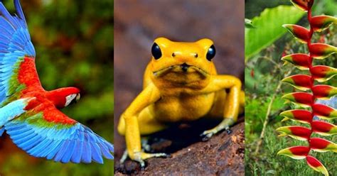 Globe Backyard: Colombia only Invests 1% Biodiversity