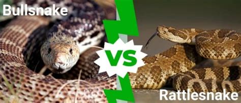 Bull snake vs Rattlesnake - Hedge the book