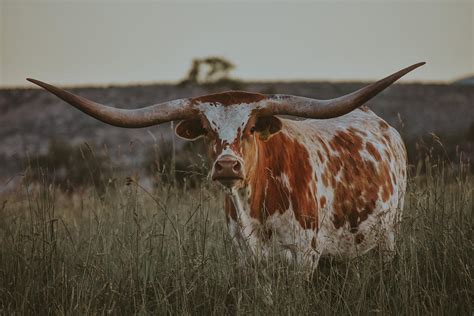 Texas Longhorn Cow Photograph by Riley Bradford - Pixels