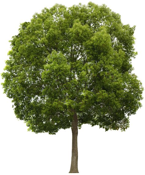 Tree PNG Transparent Images | PNG All