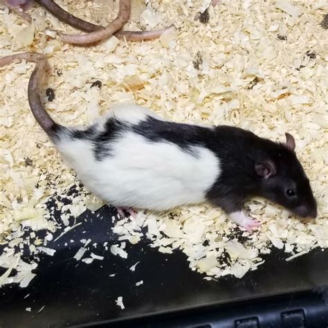 Feeder Rat - Large | ThatPetPlace.com