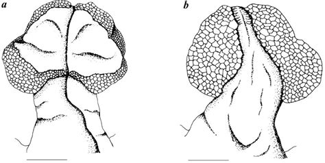 Figure 1 from Hemipeneal Morphology of Sri Lankan Dragon Lizards (Sauria: Agamidae) | Semantic ...