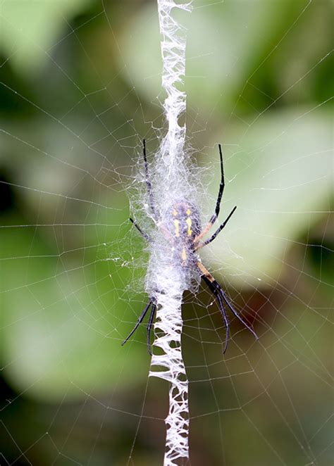 Native Animal Profile: Black and Yellow Garden Spider