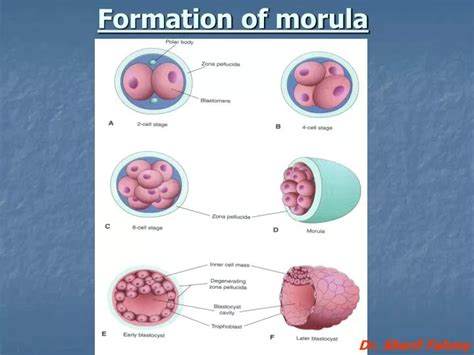 PPT - Formation of morula PowerPoint Presentation, free download - ID:4938375