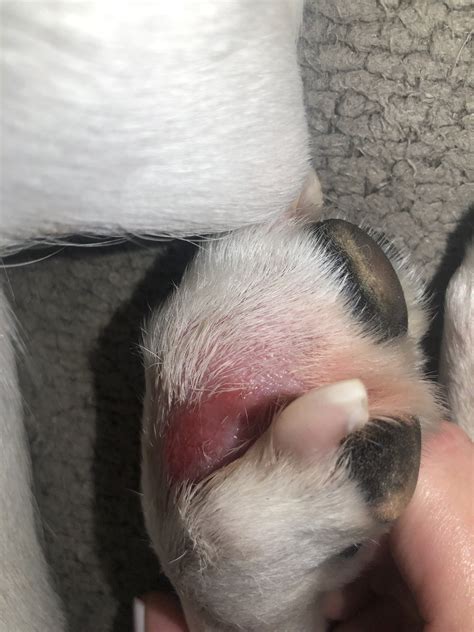 Dog Has Hot Spot On Foot Clearance | emergencydentistry.com