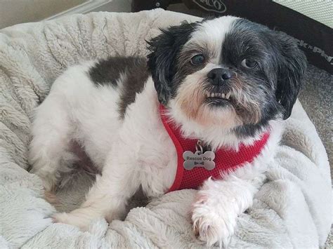 Gallery | Lend A Helping Paw® Shih Tzu Rescue