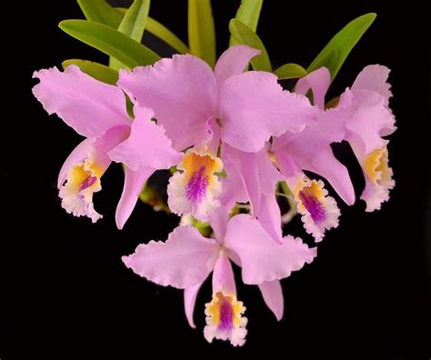 National flower of Venezuela - Easter orchid | Symbol Hunt