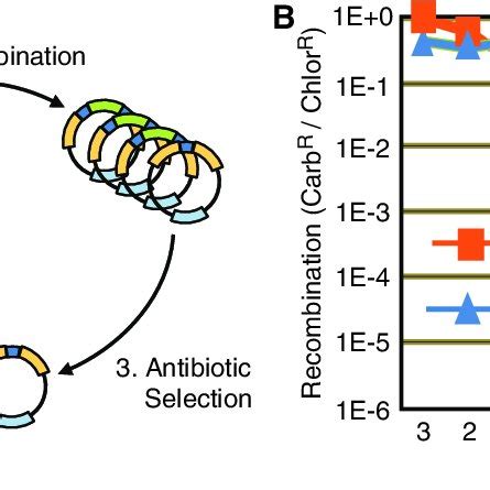 (PDF) Directed evolution of recombinase specificity by split gene ...