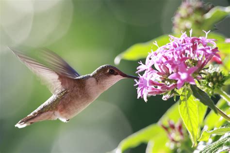 8 Flowers That Are Sure To Attract Hummingbirds — Hueter's Greenhouses