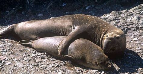 Family Elephant Seals Mating on Antarctic Peninsula Beach