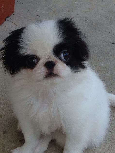 Our Japanese Chin. | Japanese chin puppies, Japanese chin, Cute little ...