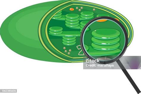 Struktur Kloroplas Di Bawah Kaca Pembesar Terisolasi Pada Latar ...