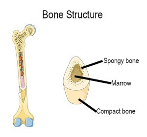 Skeletal Anatomy – Biological Anthropology: A Brief Introduction