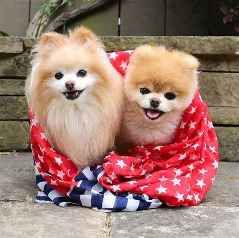 55 best Boo & Buddy the Pomeranians images on Pinterest | Boo dog, Cutest dogs and Pomeranians