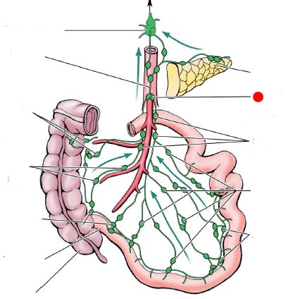 inferior mesenteric nodes - Google Search | Large intestine, Deadpool ...