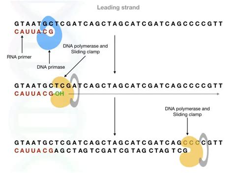 Meet DNA Primase: The Initiator Of DNA Replication