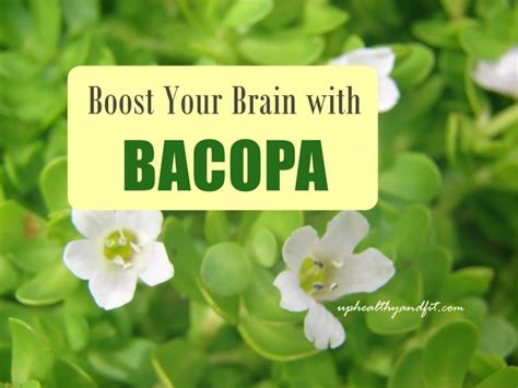 Bacopa Monnieri – Must Know Health Benefits And Side Effects