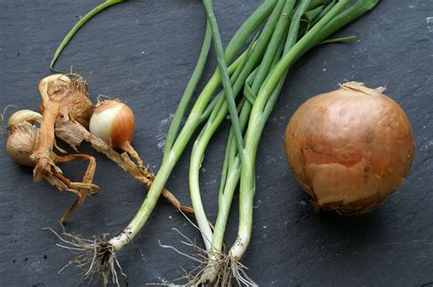 Growing Shallots, Onions and Spring Onions | Suburban Tomato