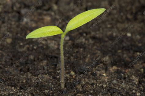 Tomato seedling - Stock Image - C043/5003 - Science Photo Library