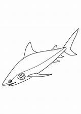 Disegni Di Squalo Da Colorare  ColorareCom sketch template