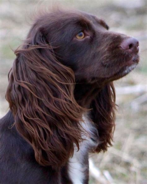 Chocolate working type cocker spaniel. #cockerspanielchocolate | Cocker ...