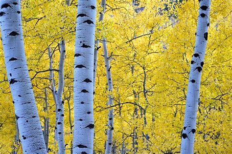 Quaking Aspen Trees Leaves Forest Wallpapers - Wallpaper Cave