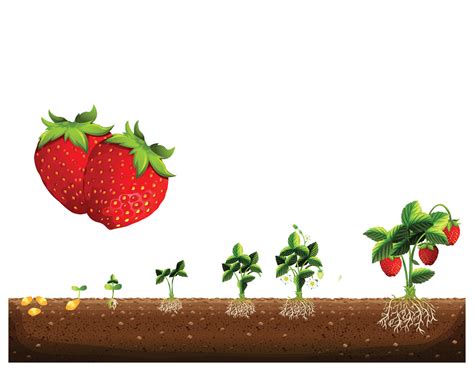 Strawberry Growth Stages Stock Illustrations Strawberry Growth Stages | My XXX Hot Girl