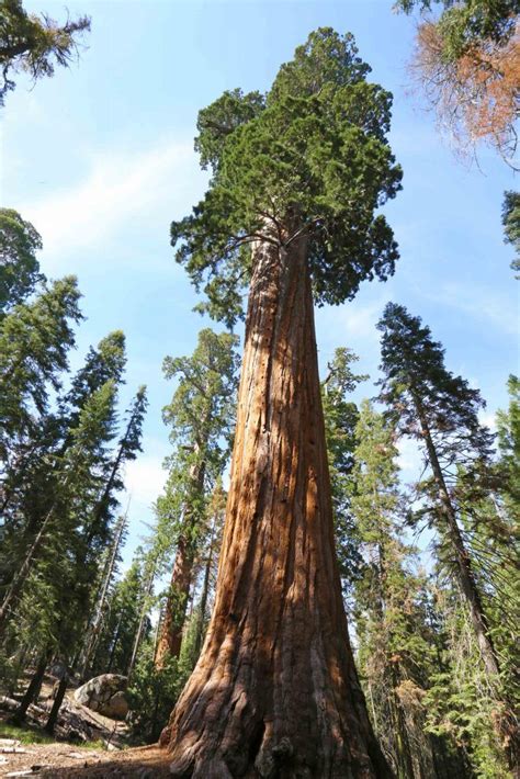 Kings Canyon National Park in California has massive Sequoia Trees, the Cedar Grove Ar ...