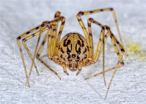 Spitting Spider - Natural World - Unexplained Mysteries Discussion Forums