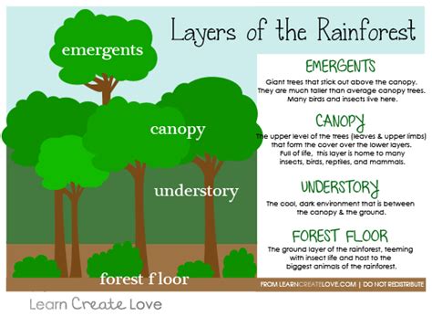 Amazon Rain Forest - Lessons - Blendspace