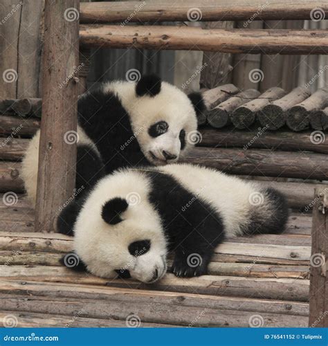 Two Giant Panda Cubs Playing Stock Photo - Image of black, natural ...