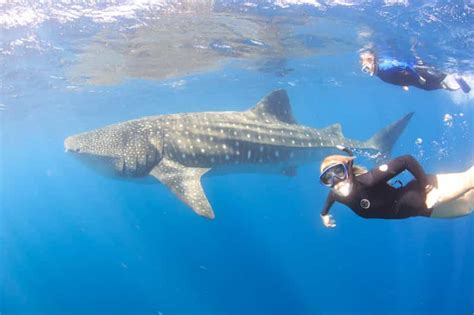 Coral Bay: Ningaloo Reef Swim and Snorkel with Whale Sharks | GetYourGuide