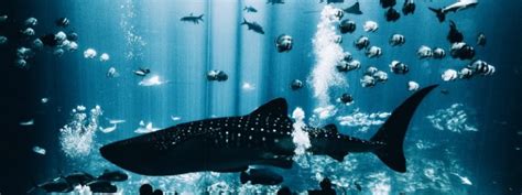 How to Dive with Georgia Aquarium Whale Sharks - Atlanta Families