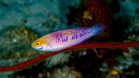 Wakanda Forever! Scientific divers describe new purple species of “twilight zone” fish from ...