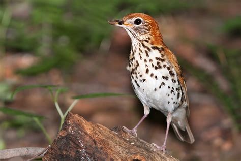 10 States Could Lose State Birds | The Audubon Birds & Climate Change ...