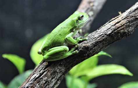 GREEN TREE FROG - Aussie Ark