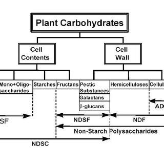 Plant carbohydrate diagram (Hall 2000). | Download Scientific Diagram