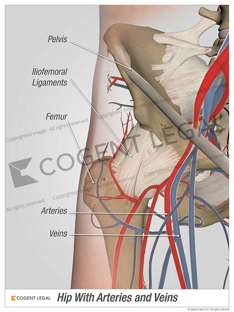 Hip with Arteries and Veins