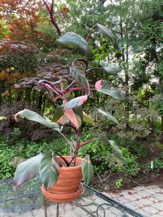 Philodendron Pink Princess Propagation: 3 Easy Methods!