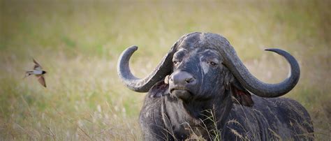 Interesting Facts about African Buffalo