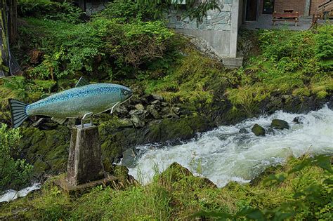 Where the Salmon Run Photograph by Ernie Echols - Fine Art America