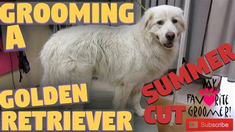 Golden Retriever Cute Summer Haircut - YouTube