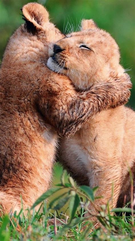 #Lions #Cubs Playing Baby #Animals #Wallpaper | Cute wild animals, Super cute animals, Animals ...