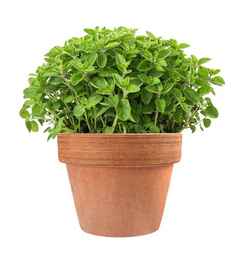 Oregano Plant