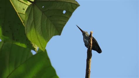 Hummingbird in the Peruvian Amazon - YouTube